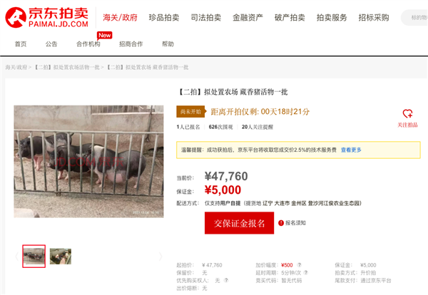 近2000人次围观竞买藏香猪、亮凤鸡 一批“美食原材料”活物12月27日京东开拍(图2)