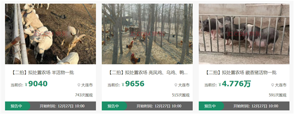 近2000人次围观竞买藏香猪、亮凤鸡 一批“美食原材料”活物12月27日京东开拍(图1)